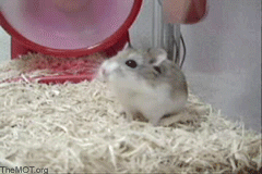 hampsterlol.gif